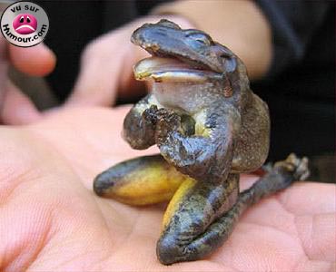 Grenouille...