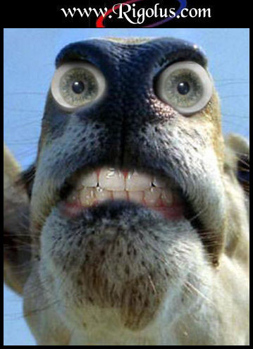 Big yeux...