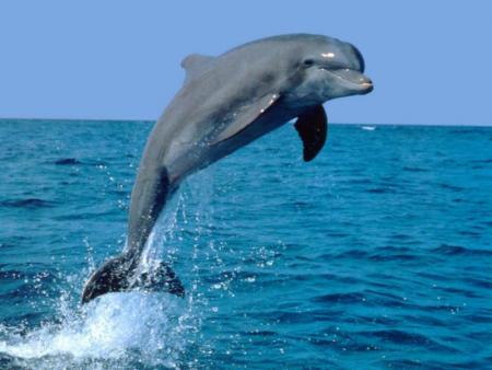 Les dauphins...