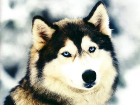 Les huskys...