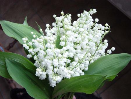 Joyeux 1er mai !!!